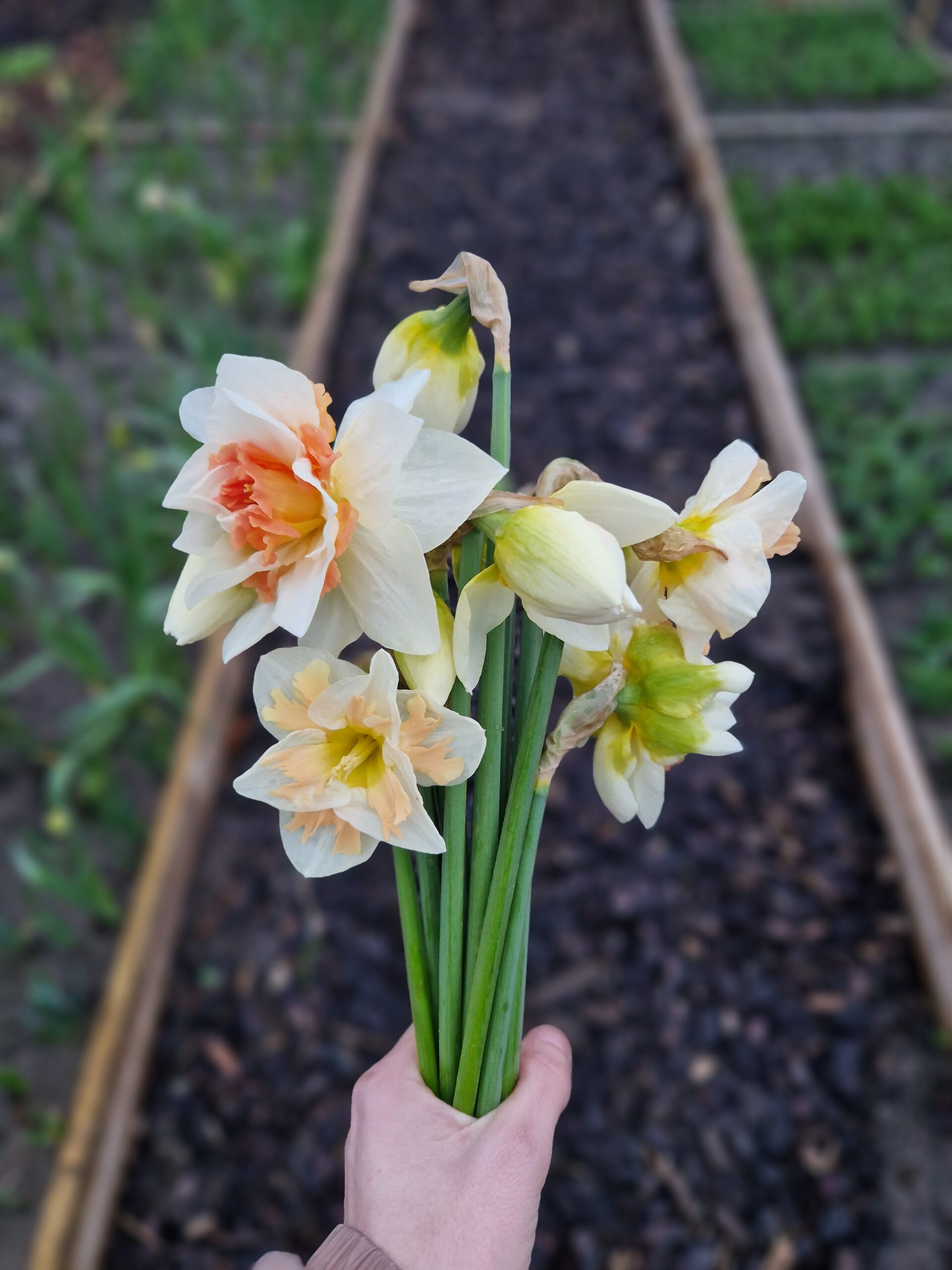 Narcis Seizoenbloemen Zelfpluk Cadeau Pluktuin