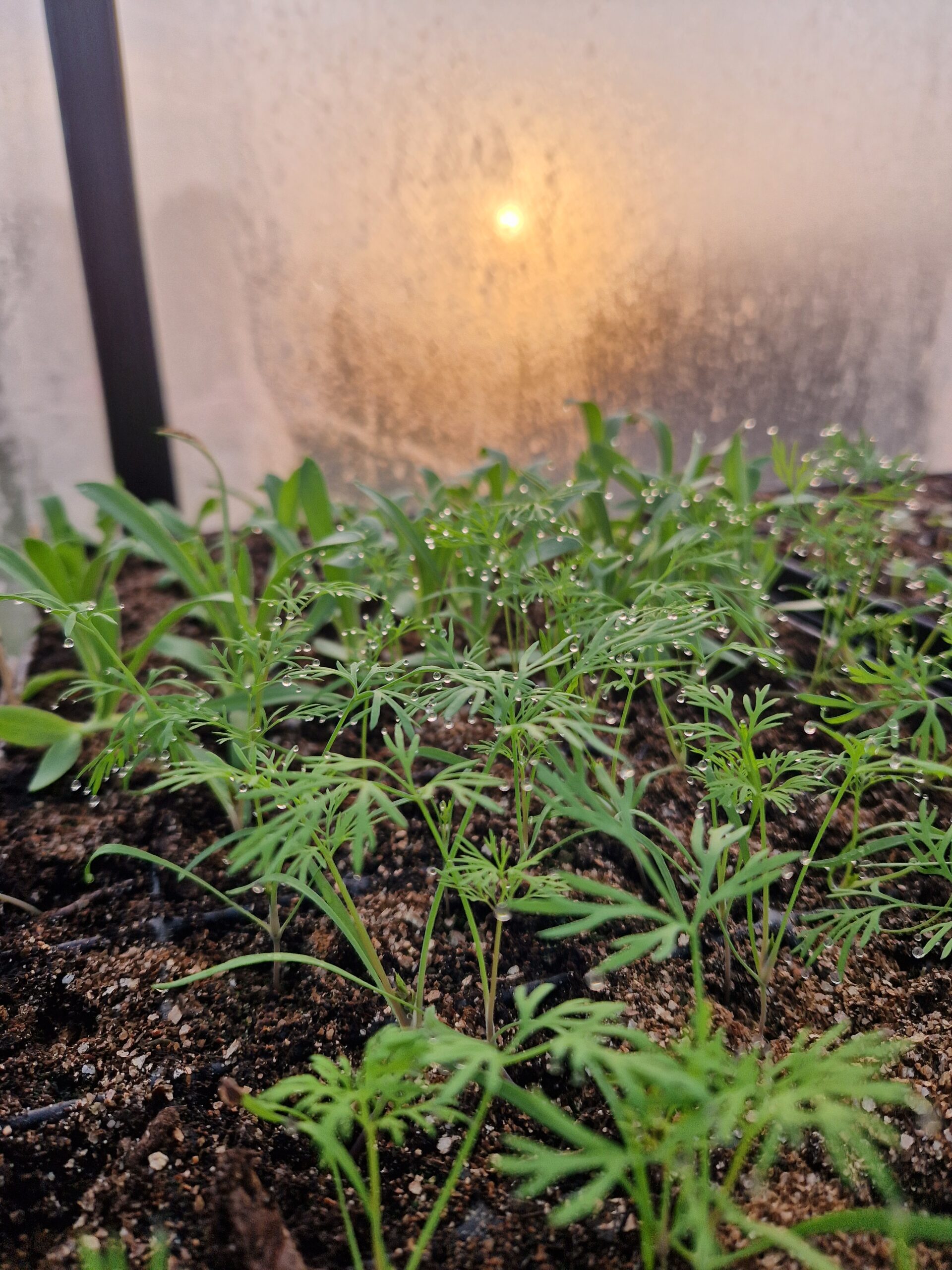 Zaailing Pluktuin Zelfpluk