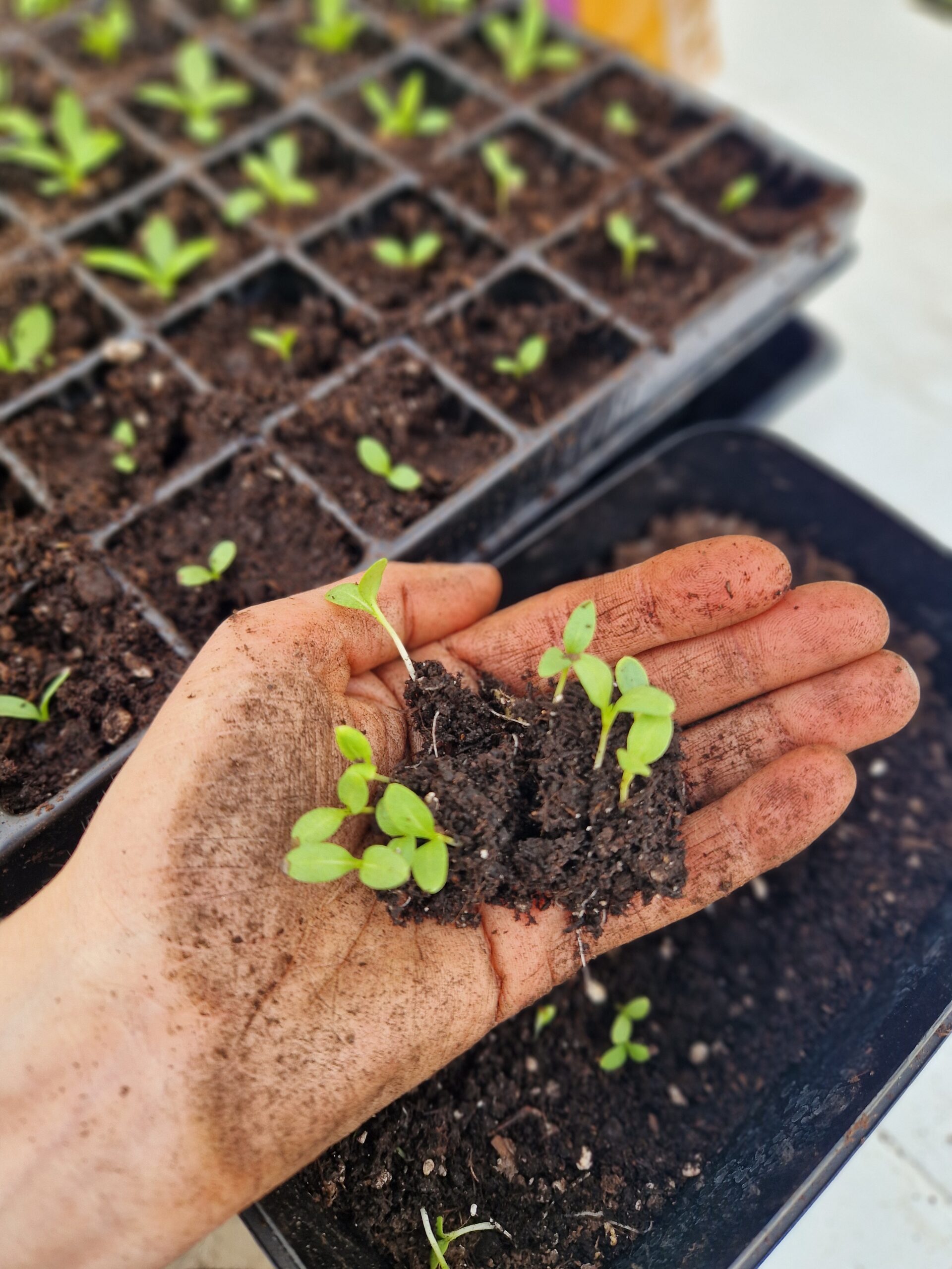 Pluktuin Zelfpluk Cadeau Bloemen Seizoensbloemen Dahlia Boeket Beleving Zaailing
