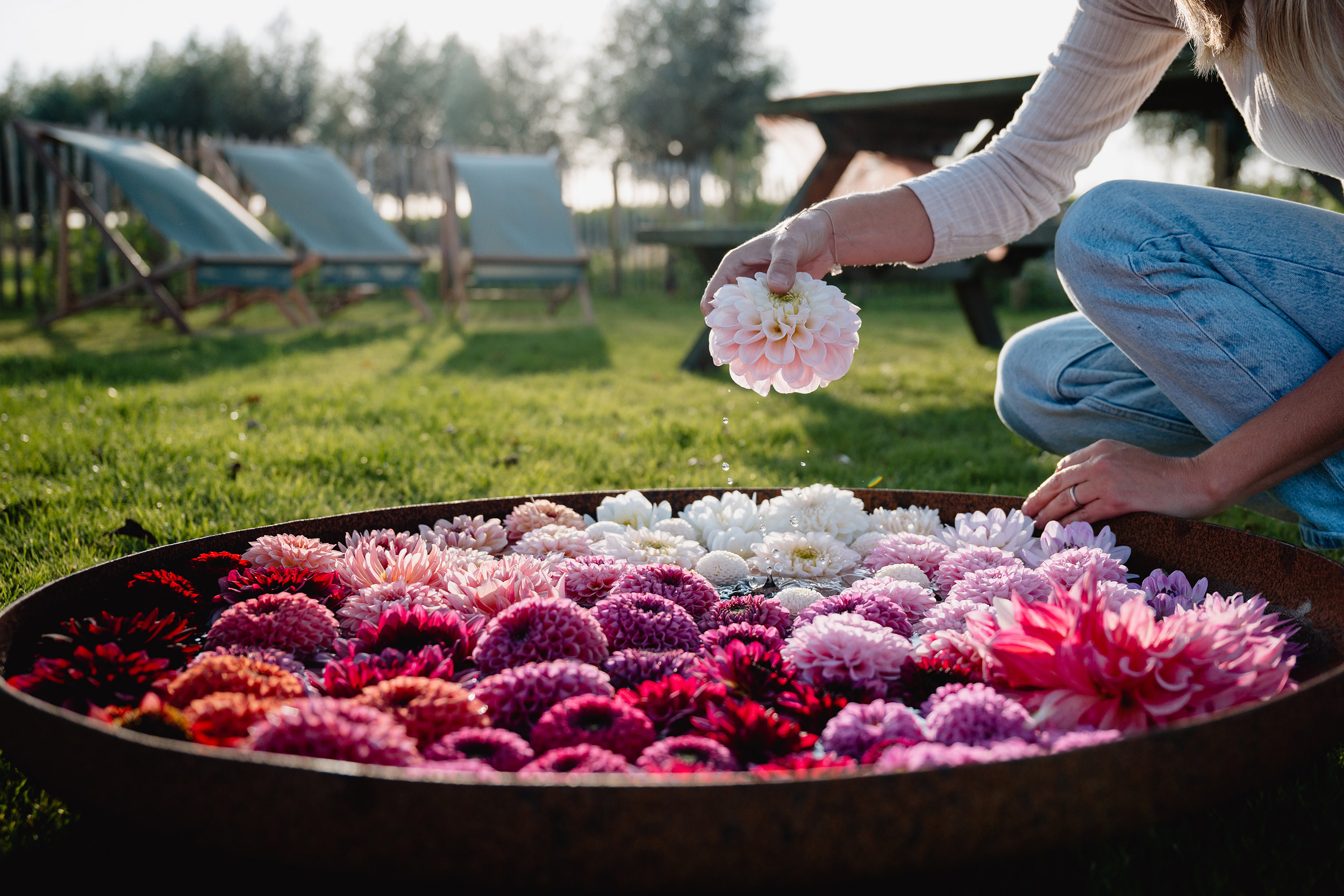 Pluktuin Zelfpluk Cadeau Bloemen Seizoensbloemen Dahlia Flatlay Boeket Beleving