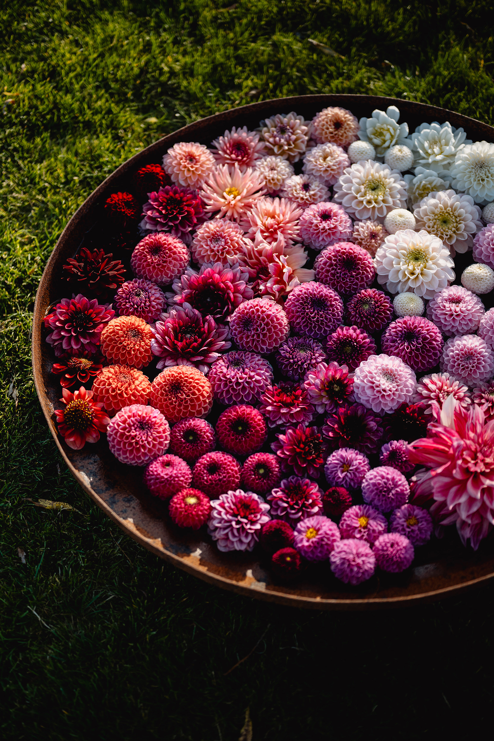 Pluktuin Zelfpluk Cadeau Bloemen Seizoensbloemen Dahlia Flatlay Boeket Beleving