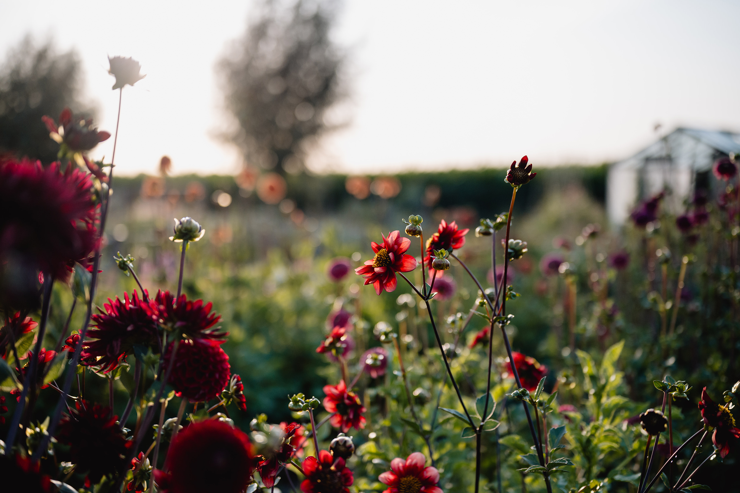 Pluktuin Zelfpluk Cadeau Bloemen Seizoensbloemen Dahlia Boeket Beleving