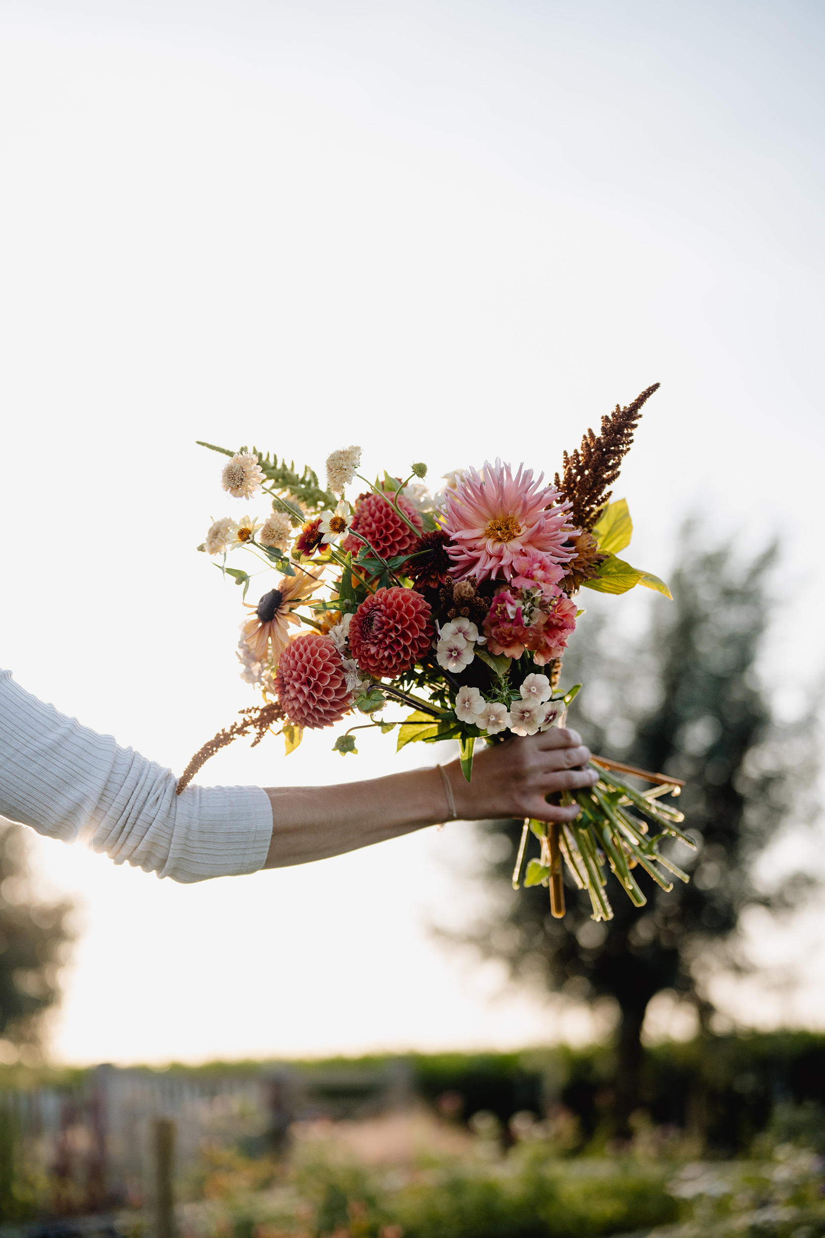 Pluktuin Zelfpluk Cadeau Bloemen Seizoensbloemen Dahlia Boeket Beleving Feestbloemen