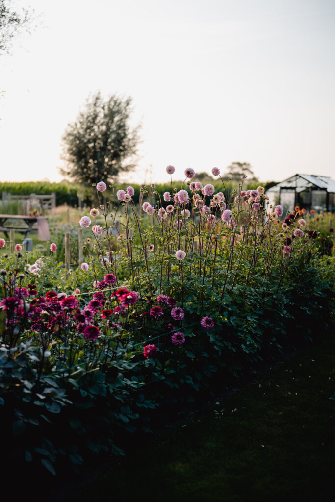 Veld & Bloem Pluktuin Zelfpluk Cadeau Bloemen Seizoensbloemen Dahlia Boeket Beleving