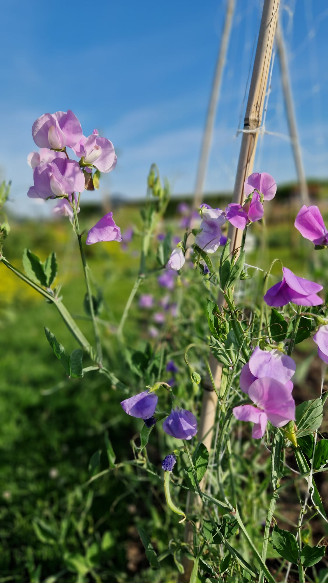 Pluktuin Zelfpluk Cadeau Bloemen Seizoensbloemen Boeket Beleving