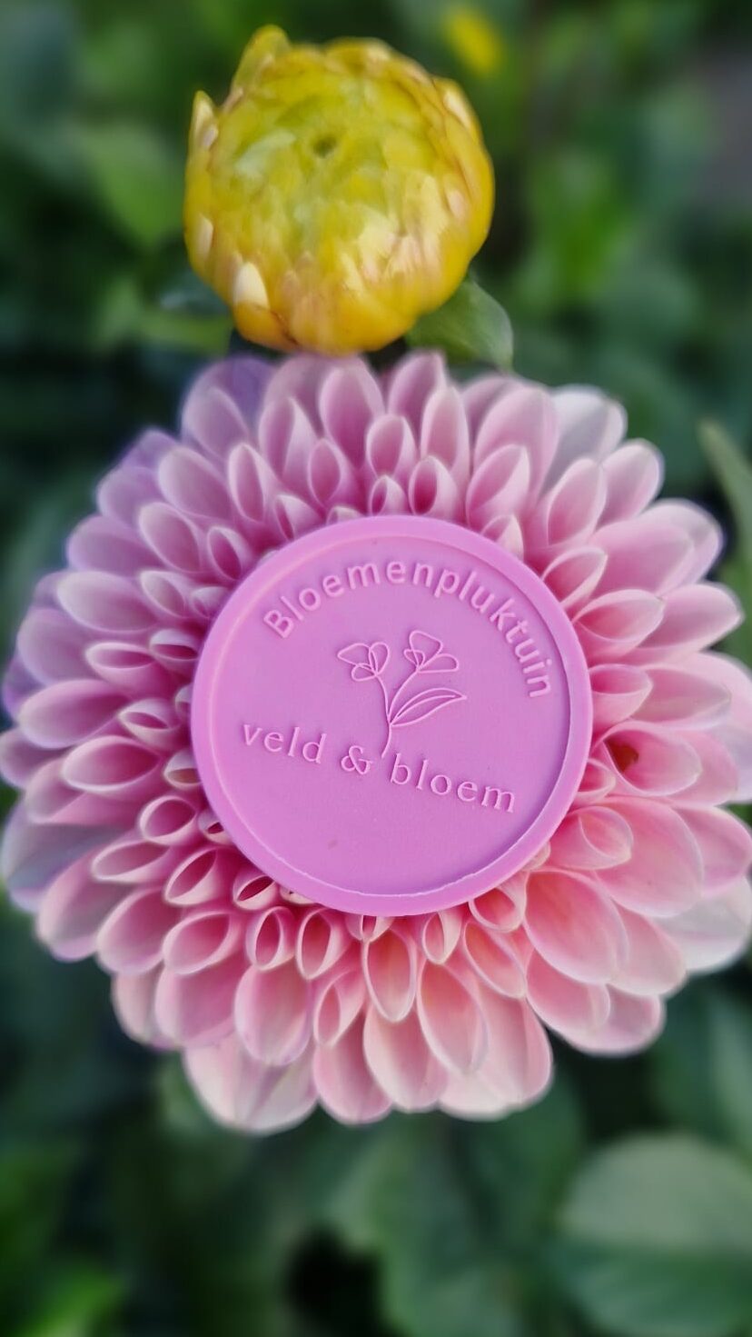 Plukjeton Dahlia Pluktuin Zelfpluk Seizoensbloemen