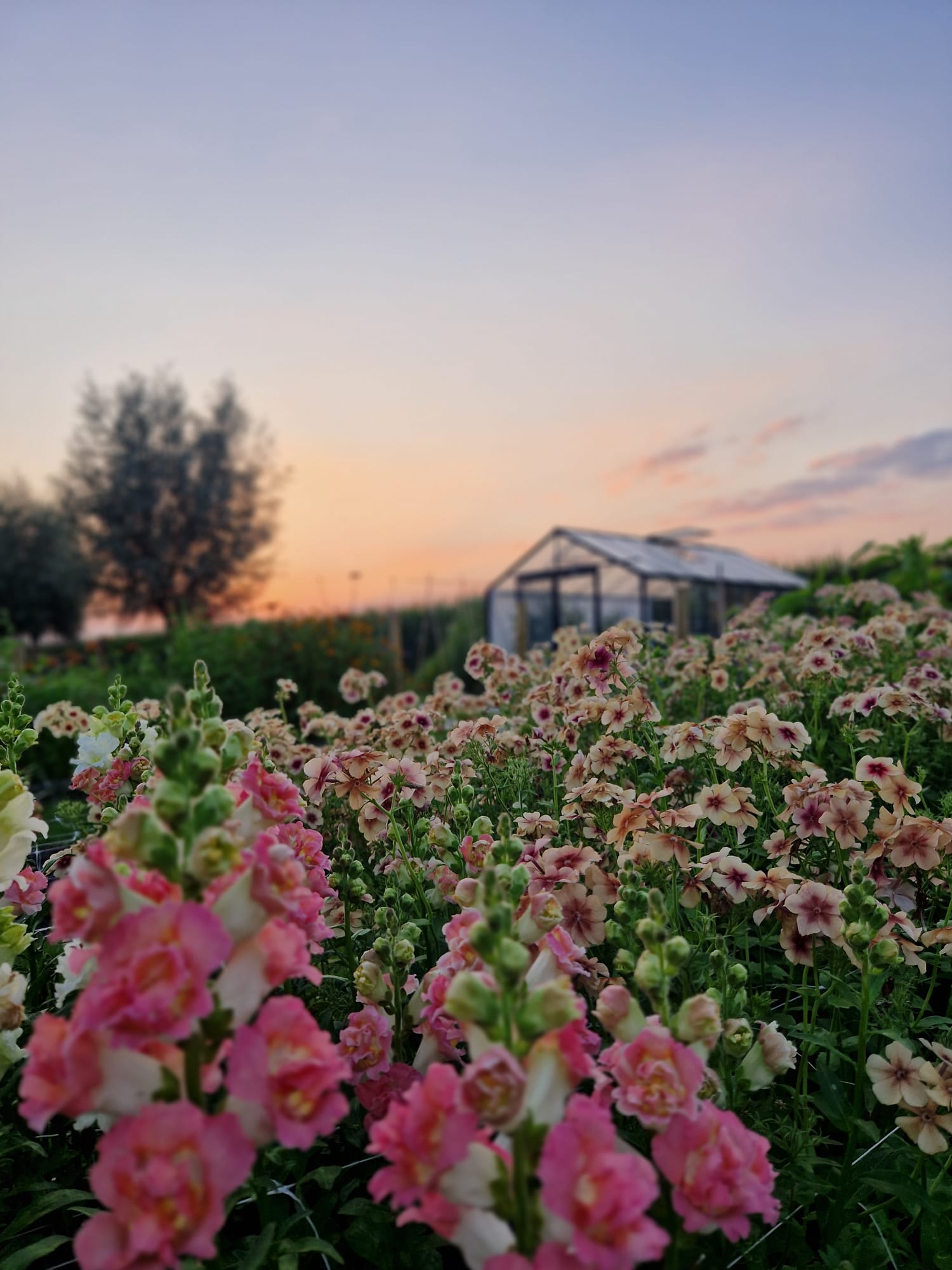 Pluktuin Zelfpluk Cadeau Bloemen Seizoensbloemen Boeket Beleving