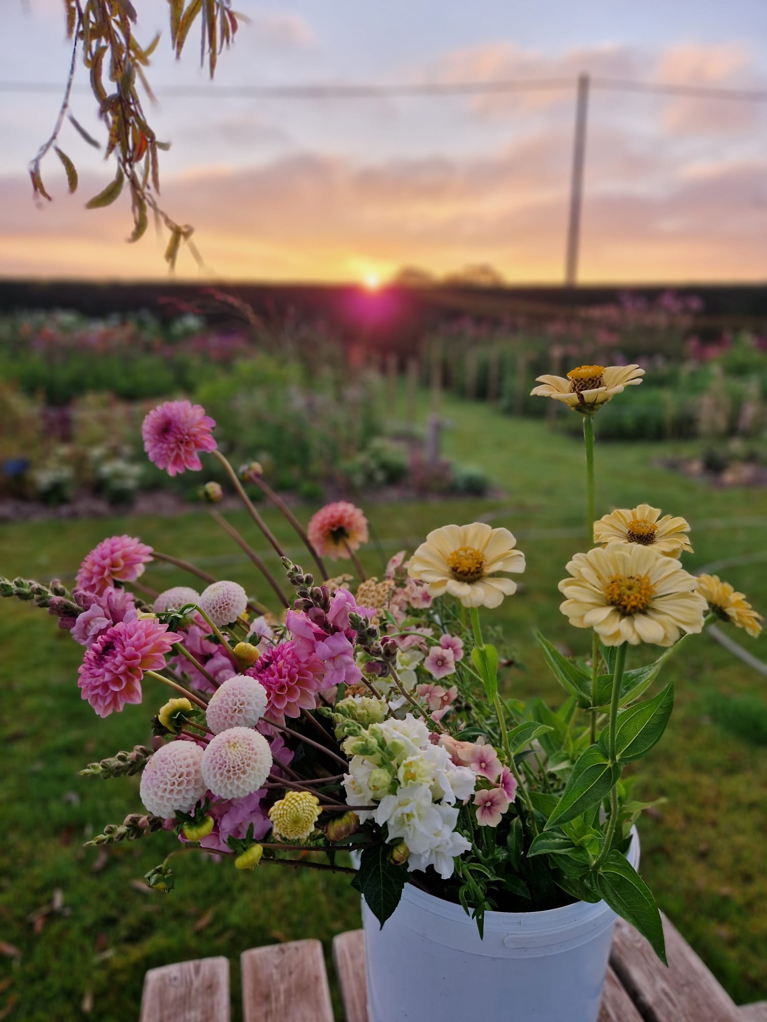 Pluktuin Zelfpluk Cadeau Bloemen Seizoensbloemen Dahlia Zinnia Boeket Beleving