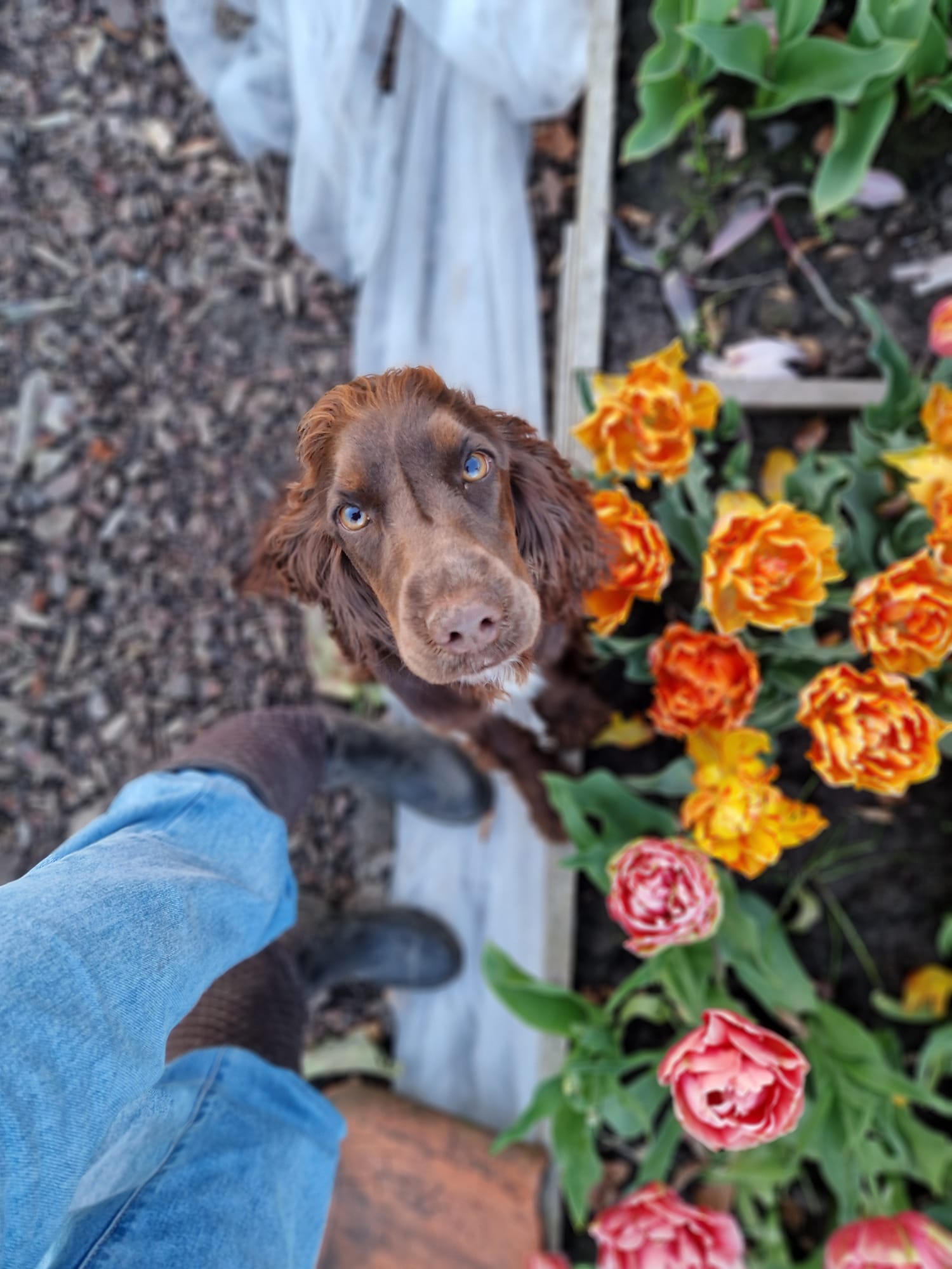 Pluktuin Zelfpluk Cadeau Bloemen Seizoensbloemen Tulpen Boeket Beleving
