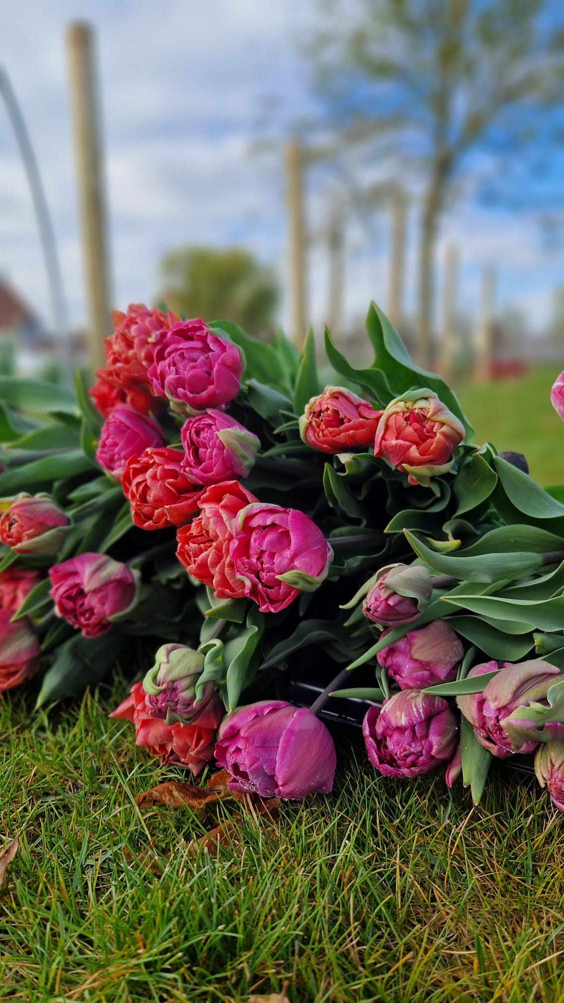 Tulpen Seizoensbloemen Pluktuin Zelfpluk Cadeau Lokaal