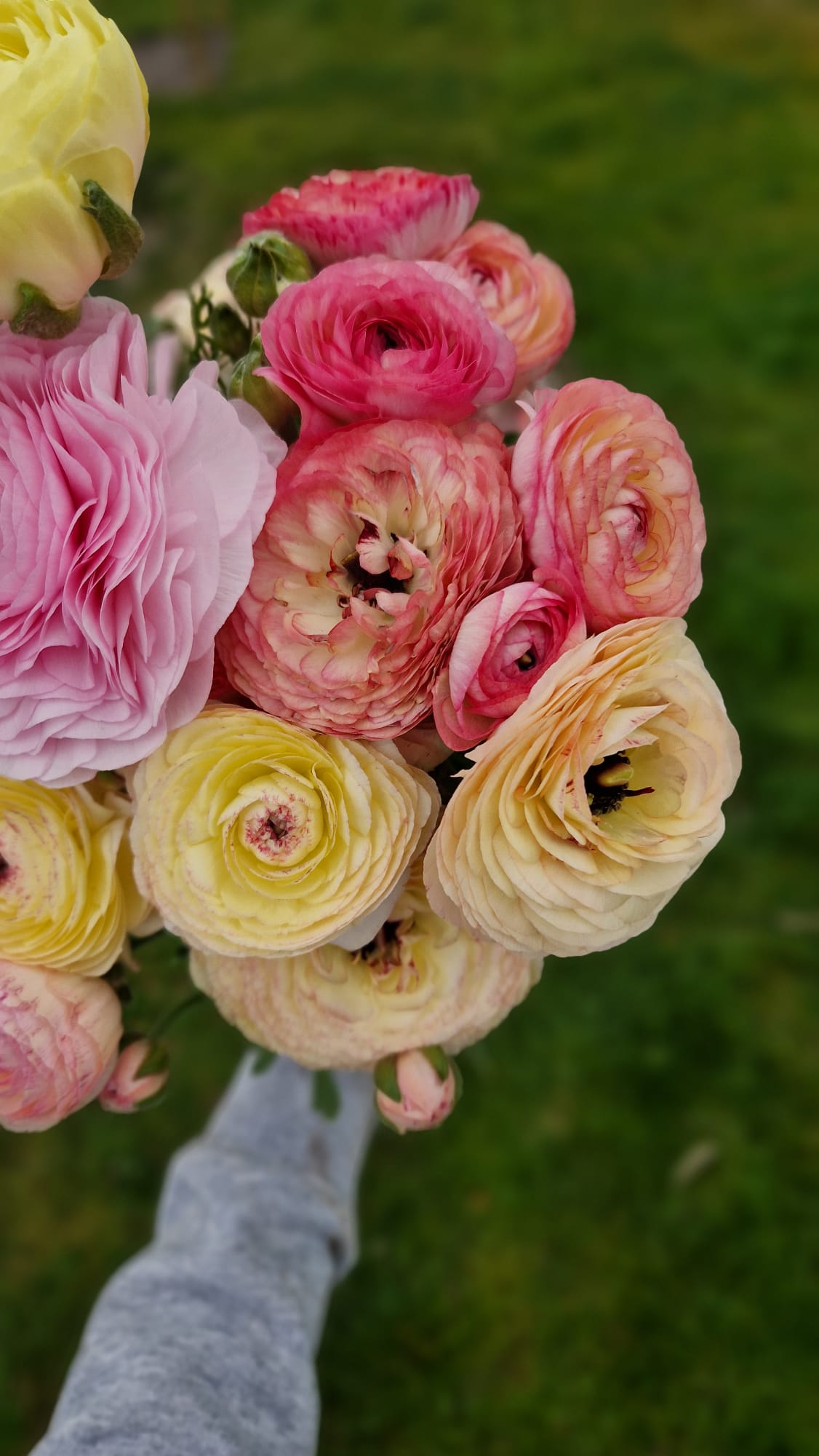 Pluktuin Zelfpluk Cadeau Bloemen Seizoensbloemen Ranonkel Boeket Beleving